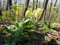blumen_1