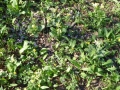 blumen_2