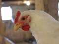 huhn