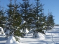 Ski_Neuhausen_0008 (Large)