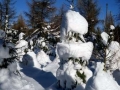 Ski_Neuhausen_0024 (Large)