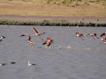 Flamingos_277-scaled