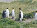 Koenigspinguine_8-scaled