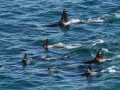 Orca_6