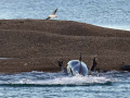 Orca_Jagd_1