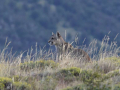 Puma_1-scaled
