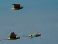 Sittiche_7-scaled