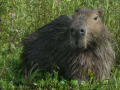 Wasserschwein_2
