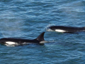 orca_74427321209228676061