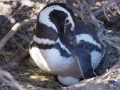 pinguin_67025043917889821673