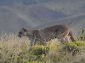 puma_2756396594158834205